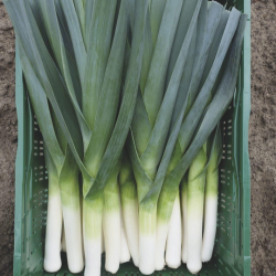 Por Kicker f1 10 tyś. nasion primed precyzja ST